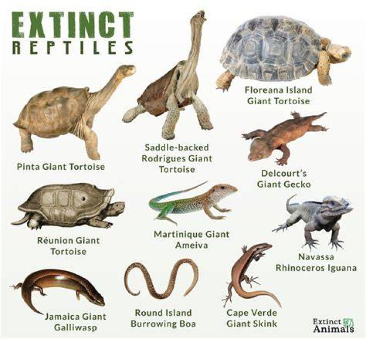 Are reptiles going extinct? | ContextResponse.com