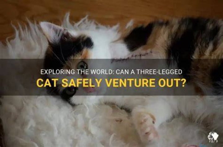 Can three legged cats go outside?