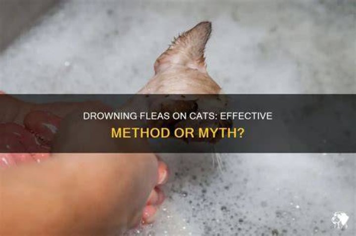 Can you drown fleas off a cat?