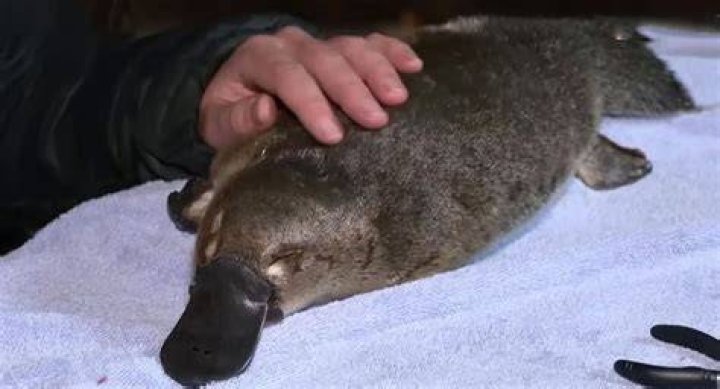 Can you have a pet platypus?