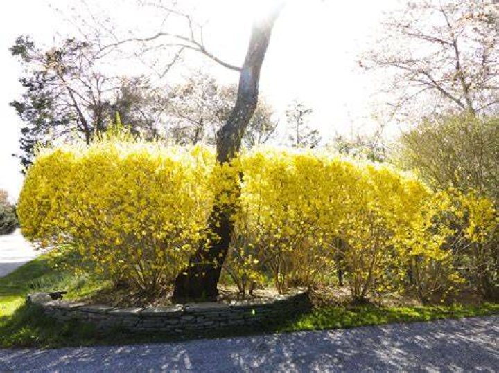 Can you split a forsythia bush?