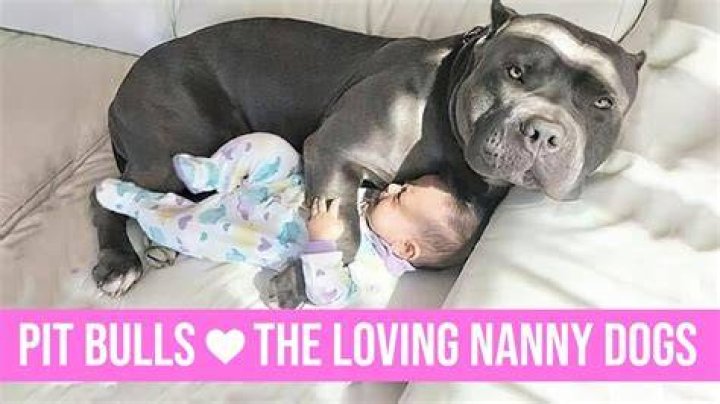 Did pit bulls used to be nanny dogs?