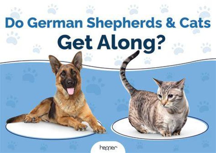 Do German shepherds get along with cats?