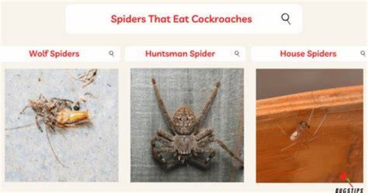 Do spiders eat cockroaches?