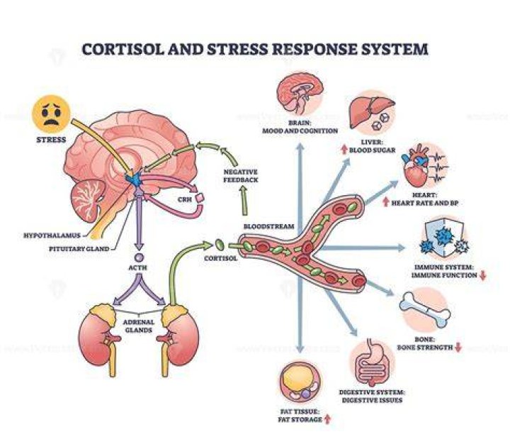Does cortisol cause anxiety?