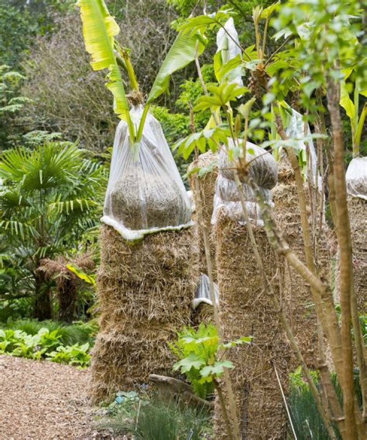 How cold can banana trees tolerate?