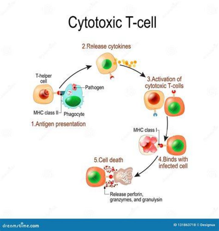 How do cytotoxic T cells kill target cells?