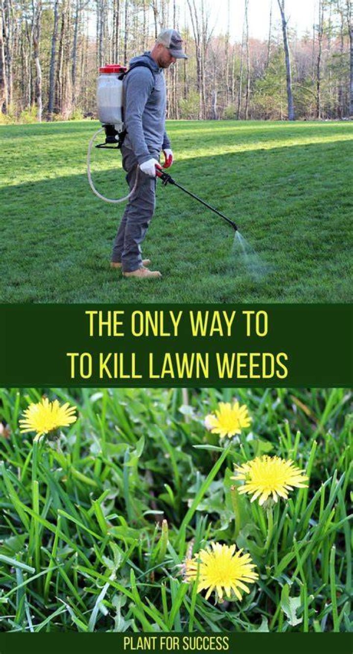 How do I kill weeds in my lawn in Florida?