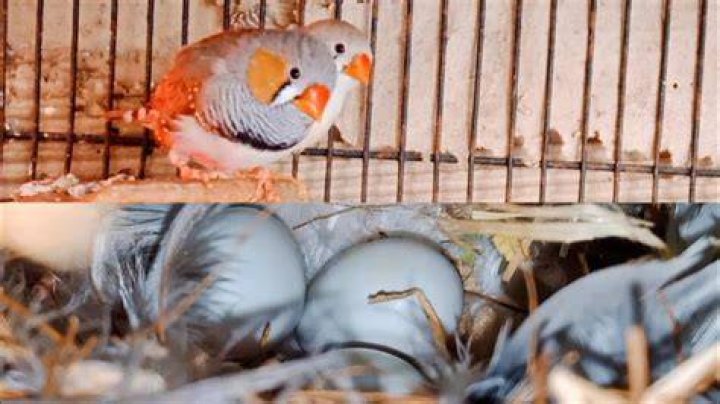 How do I know if my bird is going to lay eggs?