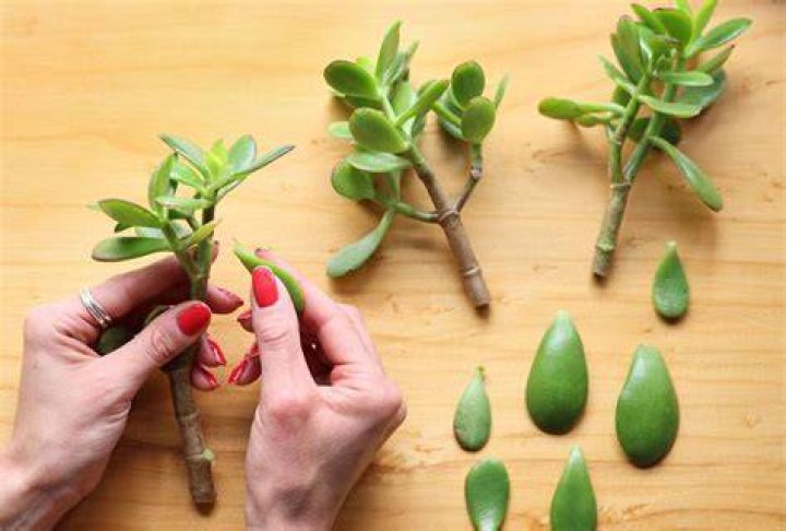 How do you grow a jade plant?