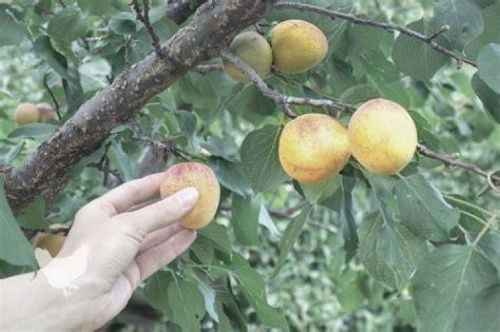 How do you know when to pick apricots?