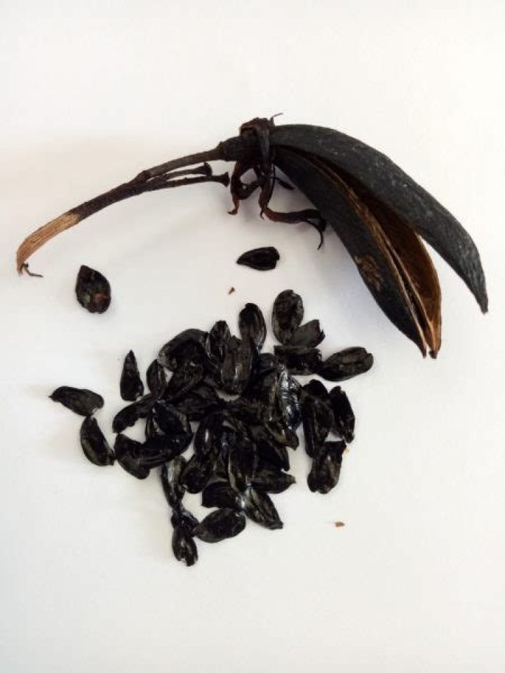 How do you plant Harakeke seeds?