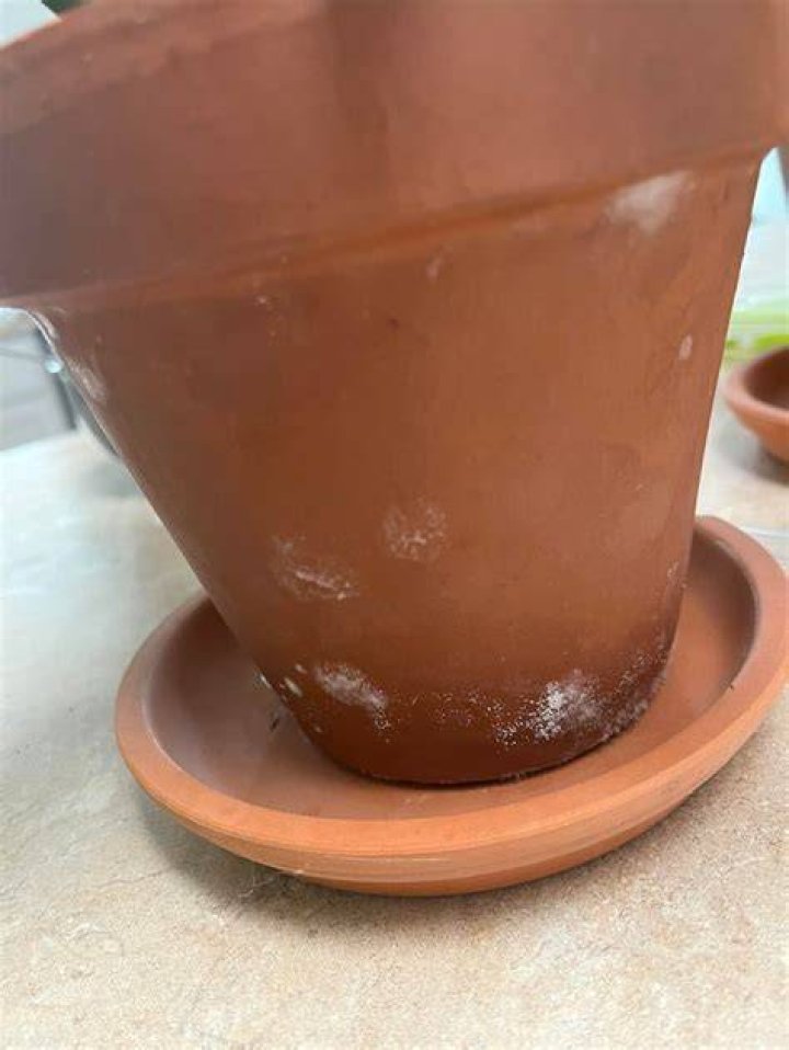 How do you remove green mold from clay pots?