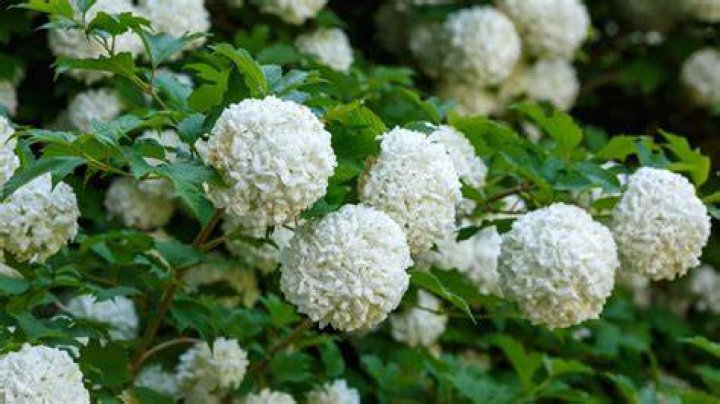 How do you take care of viburnum?