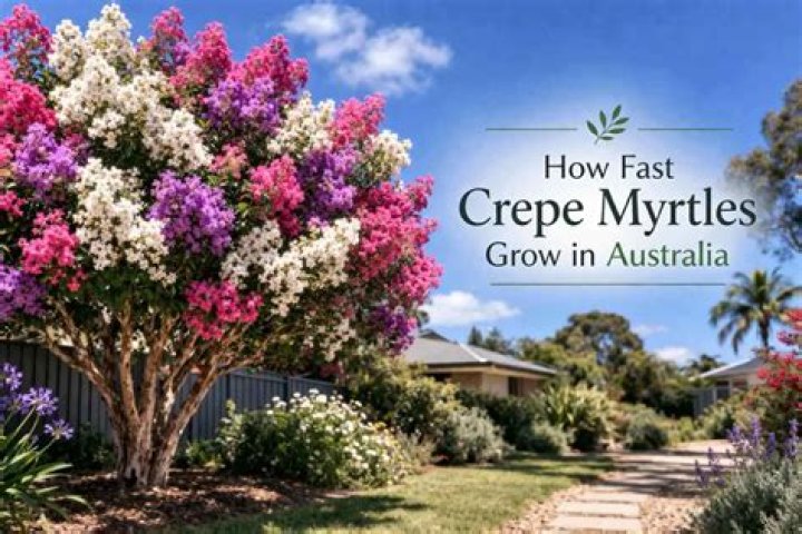 How fast do crepe myrtles grow?