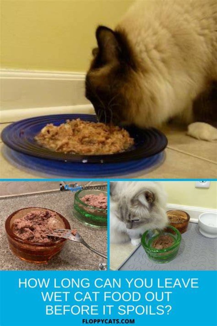 How long can wet cat food be left out for?