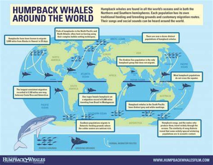 How many humpback whales are there?