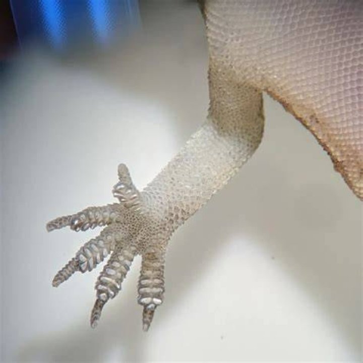 How many toes does a gecko have?