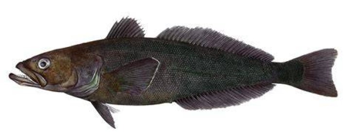 How much is Chilean sea bass per pound?