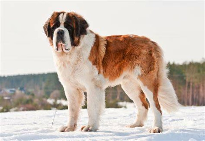 Is a St Bernard a dangerous dog?