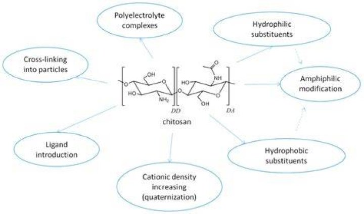 Is chitosan hydrophobic?