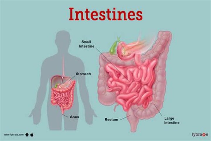 Is it normal to feel food through your intestines?