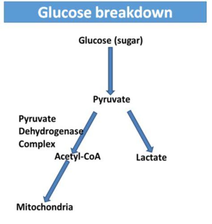 Is the anaerobic breakdown of glucose to pyruvate?