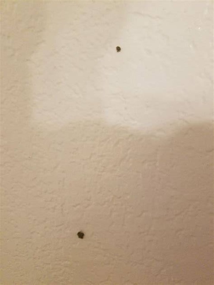 What causes tiny holes in sheetrock?
