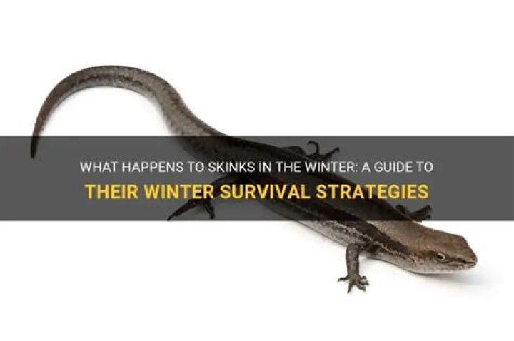 What do skinks need to survive?