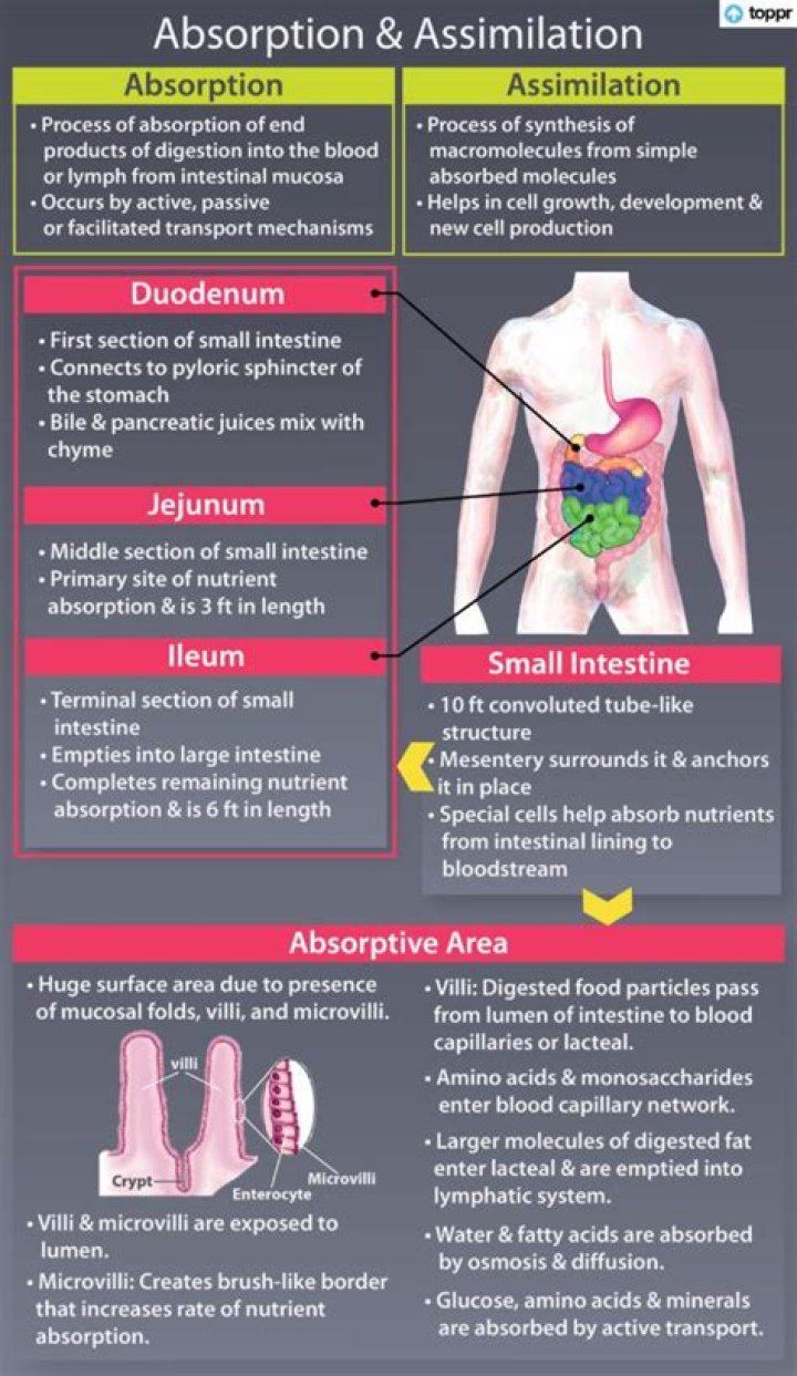 What is assimilation in the digestive system?