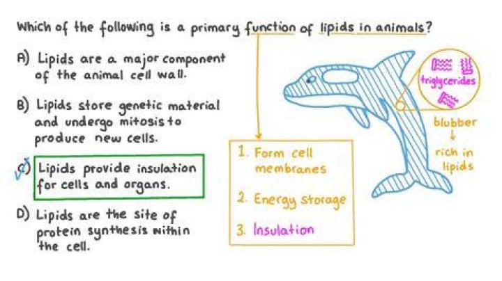 What is the function of lipids in animals?