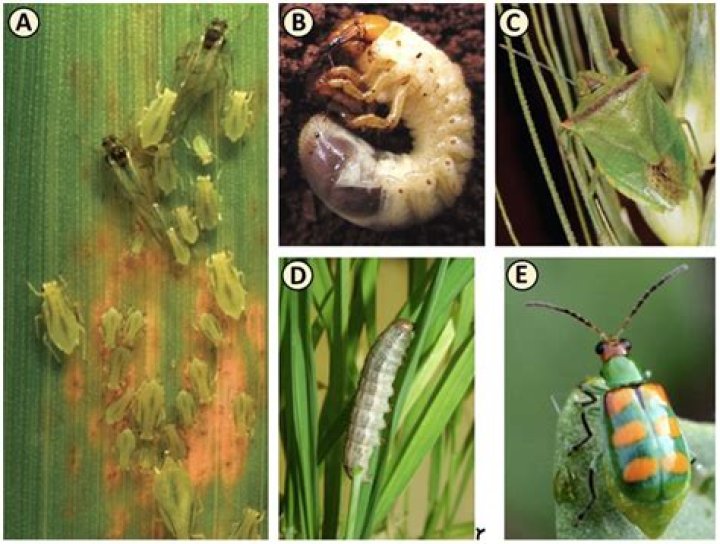 What is the function of the crop in insects?