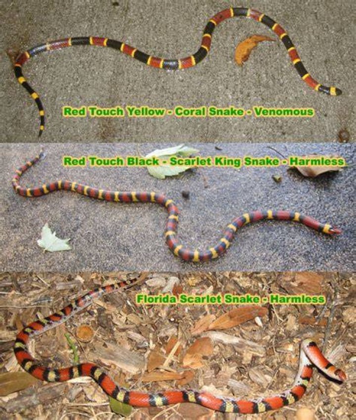 What looks like a coral snake?