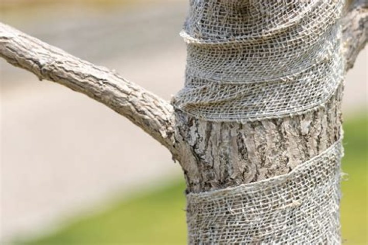 Why do you wrap a tree trunk?