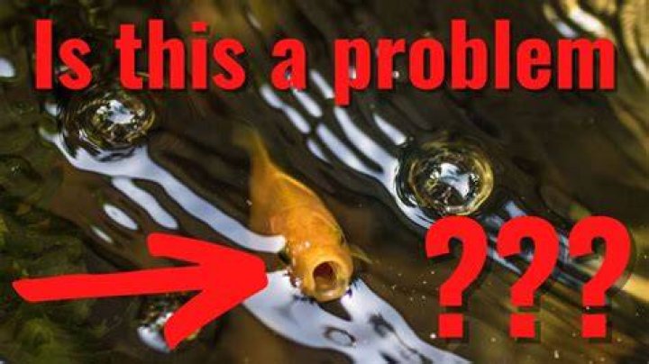 Why does my goldfish keep swimming to the top?